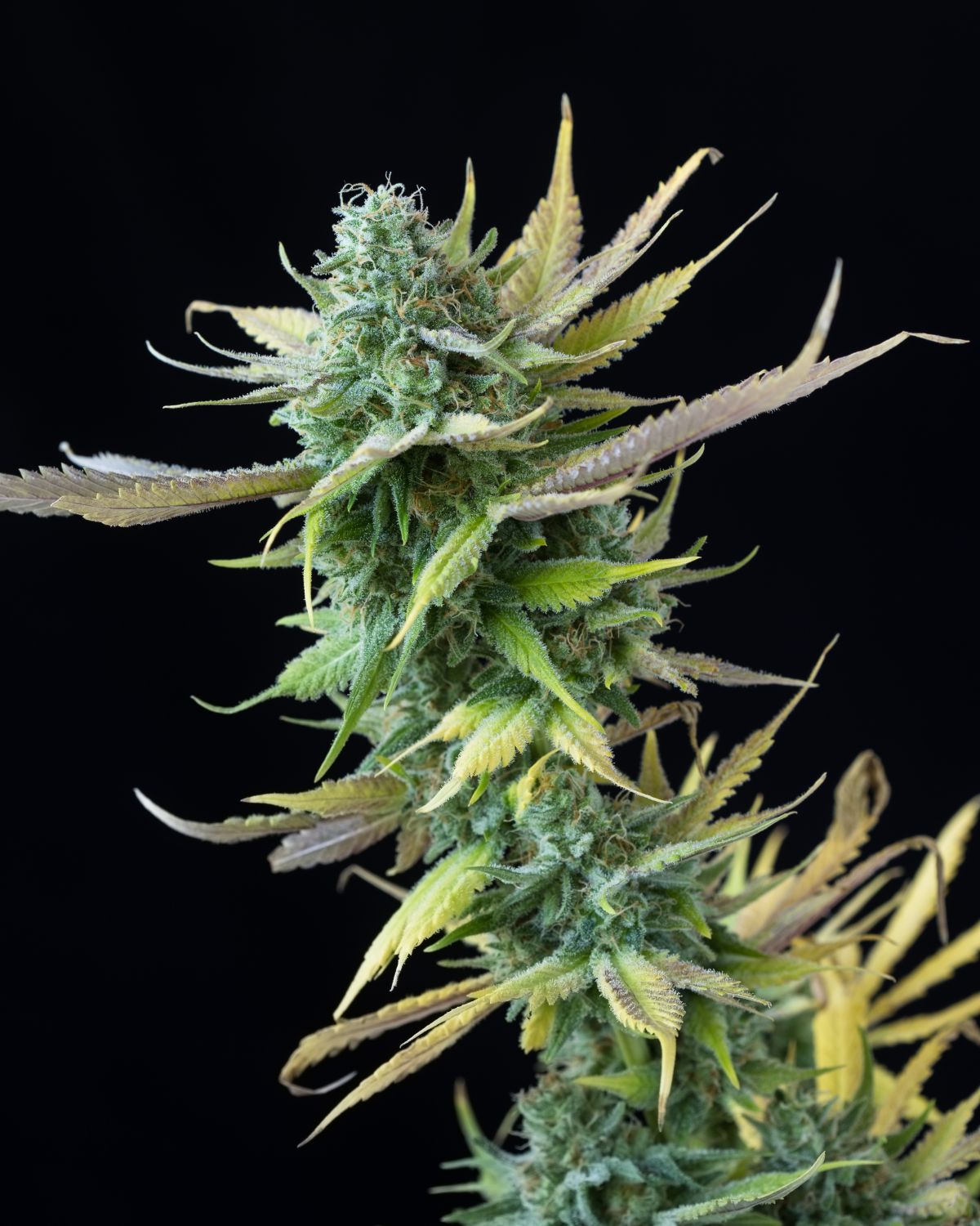 Sour Candy Strain Info / Sour Candy Weed By Premium Cultivars GrowDiaries