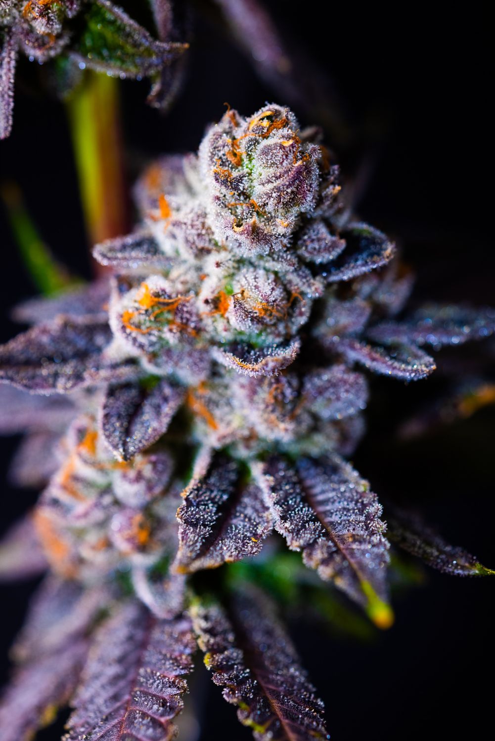 Frosted Gelato Strain Info / Frosted Gelato Weed By Premium Cultivars