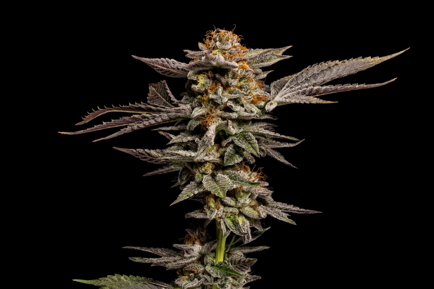 LA Kush Cake Strain Info / LA Kush Cake Weed By Premium Cultivars