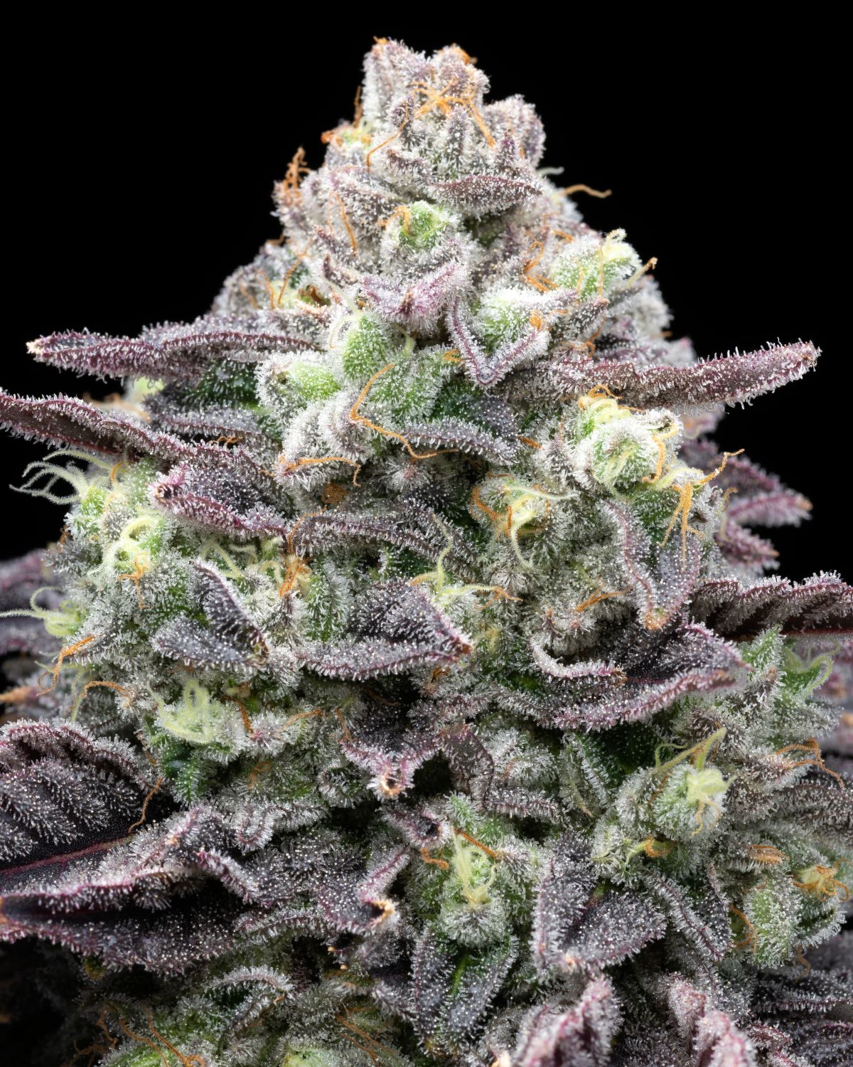 Berry Pie Strain Info / Berry Pie Weed By Premium Cultivars GrowDiaries