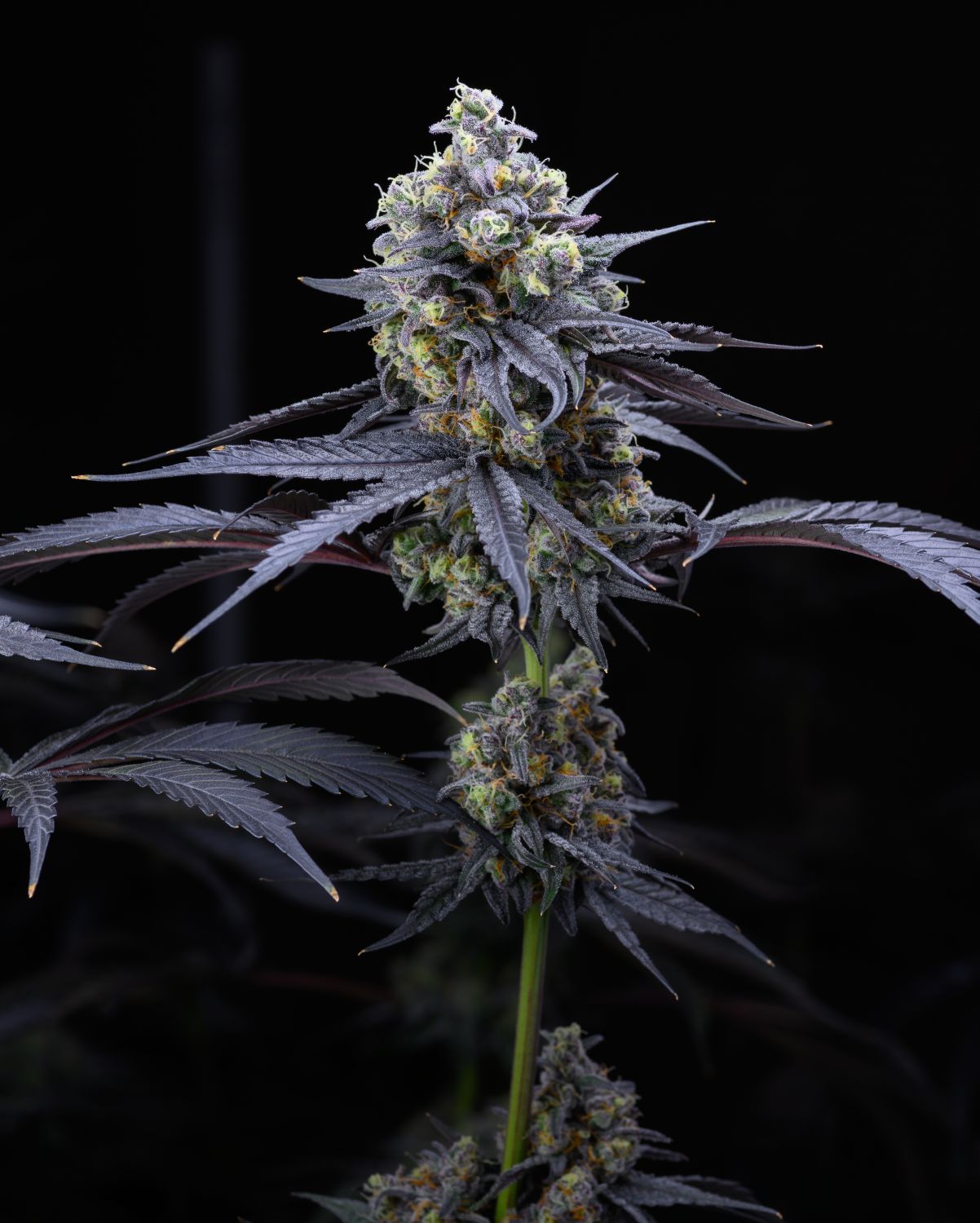 Apples and Bananas Strain Info / Apples and Bananas Weed By Premium