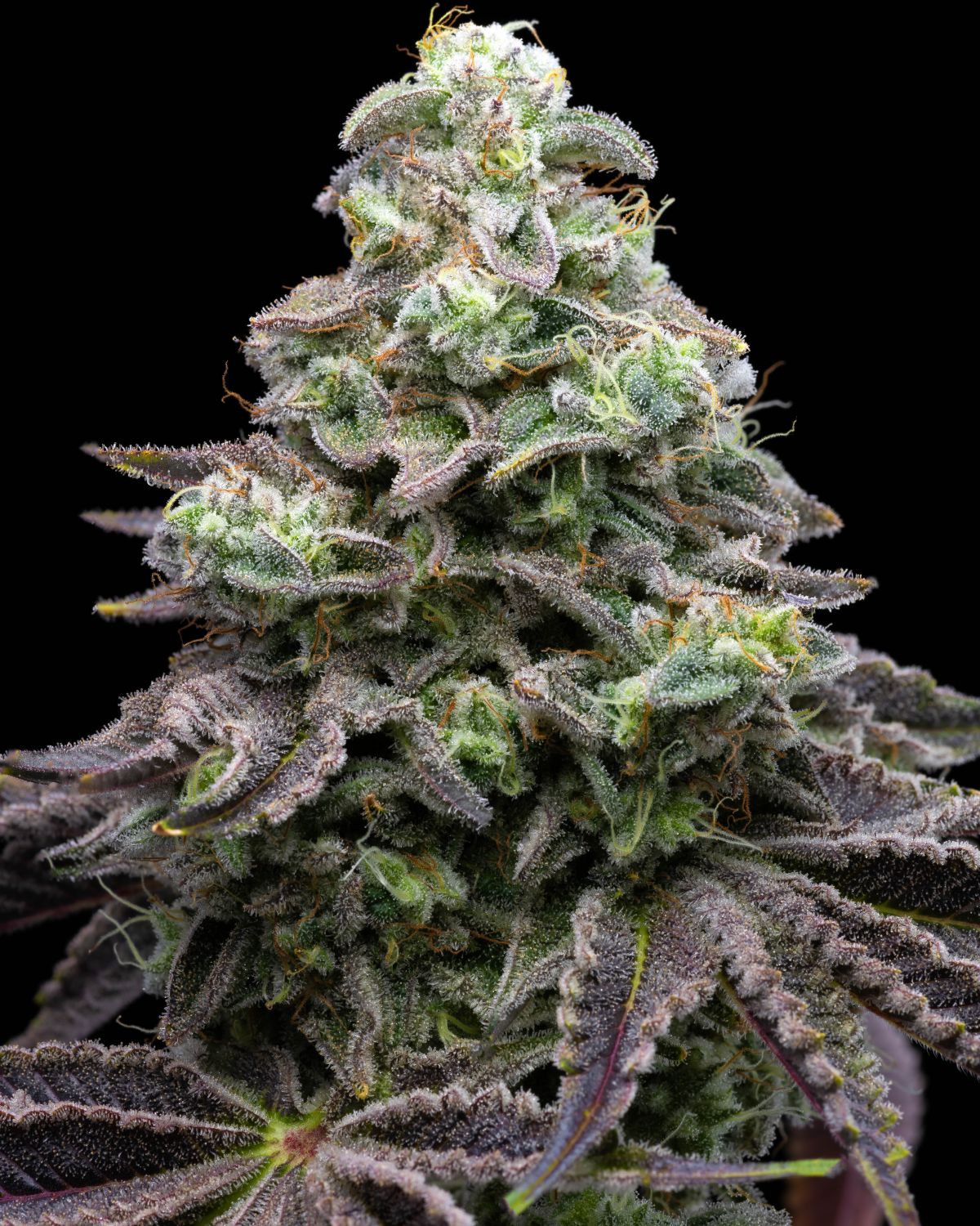 Grease Monkey Strain Info / Grease Monkey Weed By Premium Cultivars