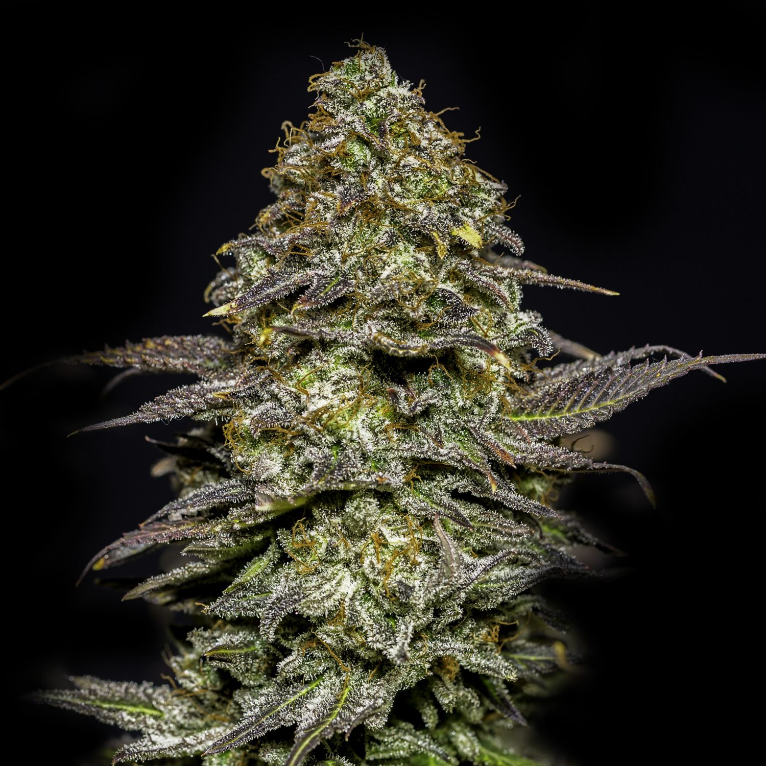 Animal Cookies Strain Info / Animal Cookies Weed By Premium Cultivars