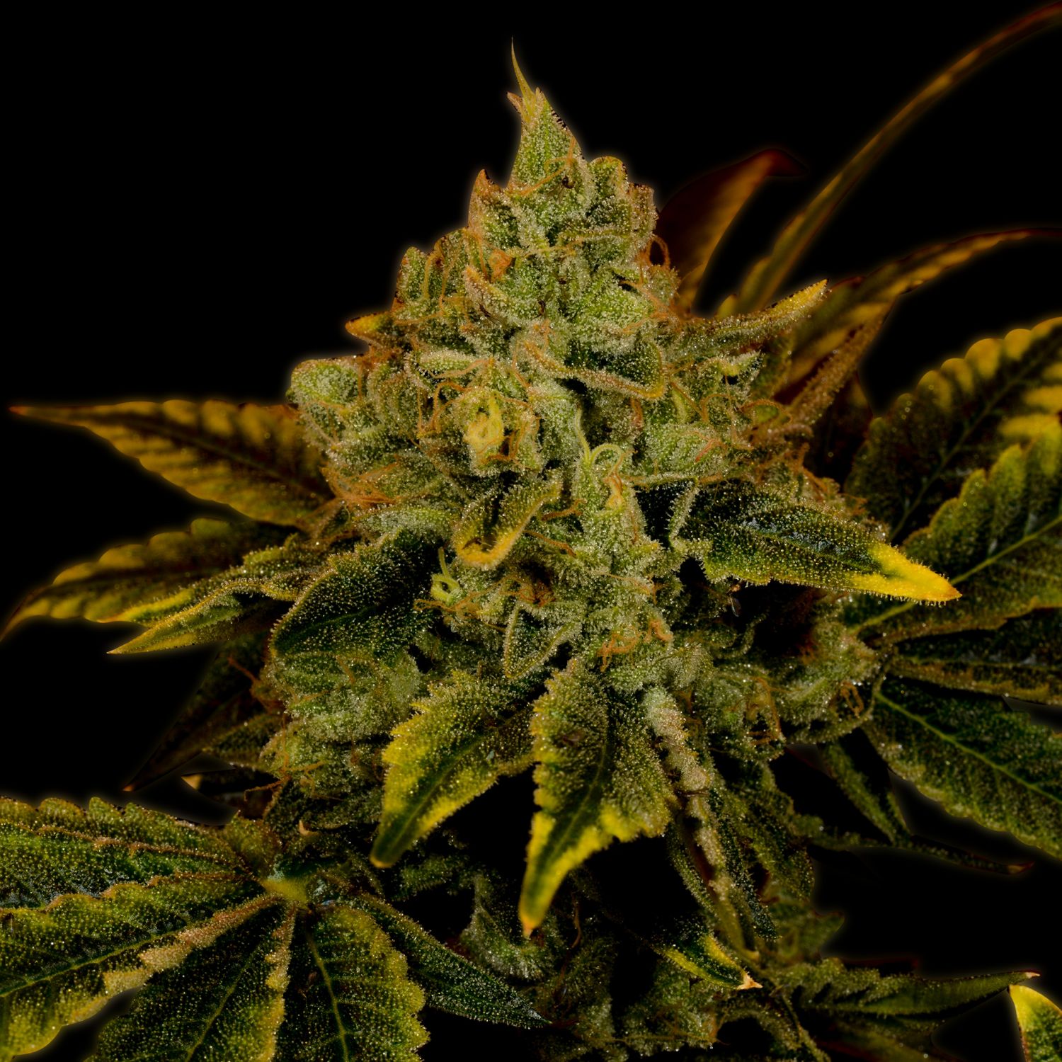 Tangerine Dream Autoflower Strain Info / Tangerine Dream Autoflower