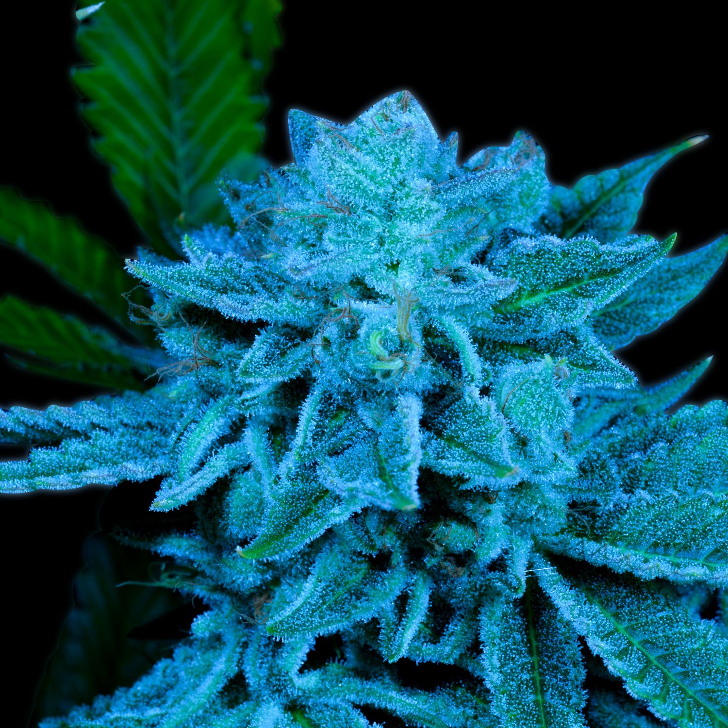 White Russian Strain Info / White Russian Weed By Premium Cultivars GrowDiaries