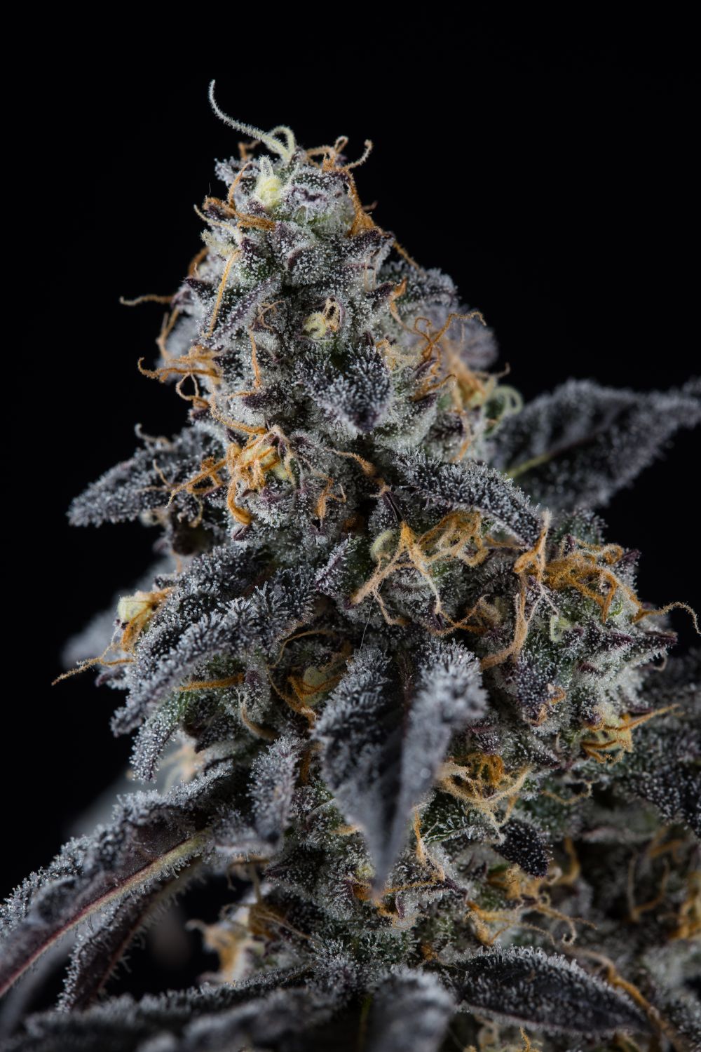 Sherbet Strain Info / Sherbet Weed By Premium Cultivars GrowDiaries