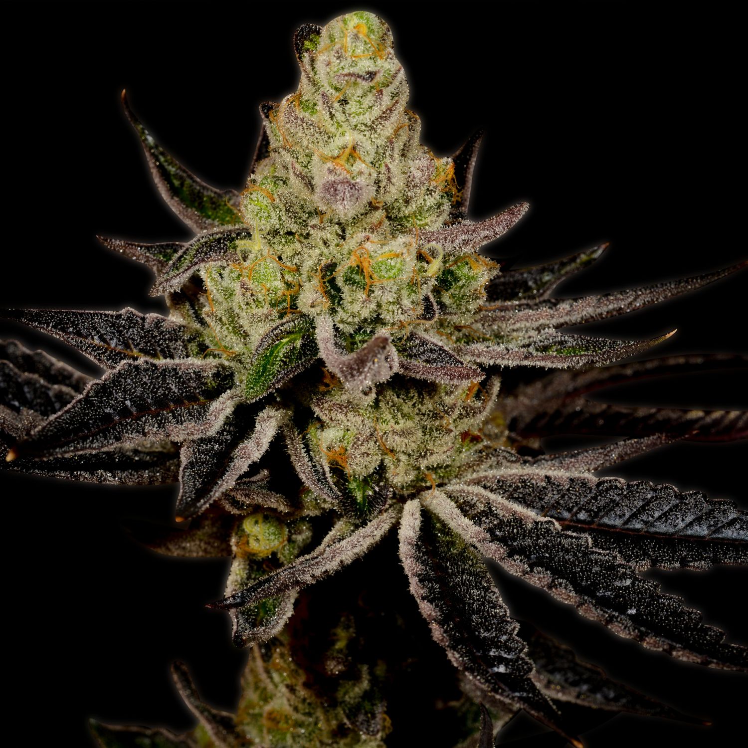Granddaddy Purple Autoflower Strain Info / Granddaddy Purple Autoflower