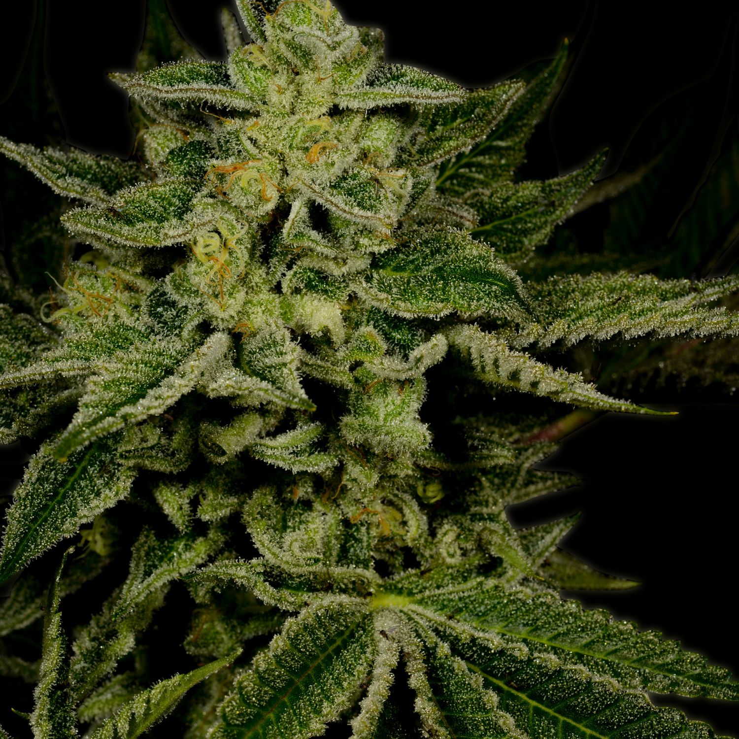 Jack Herer Strain Info / Jack Herer Weed By Premium Cultivars GrowDiaries