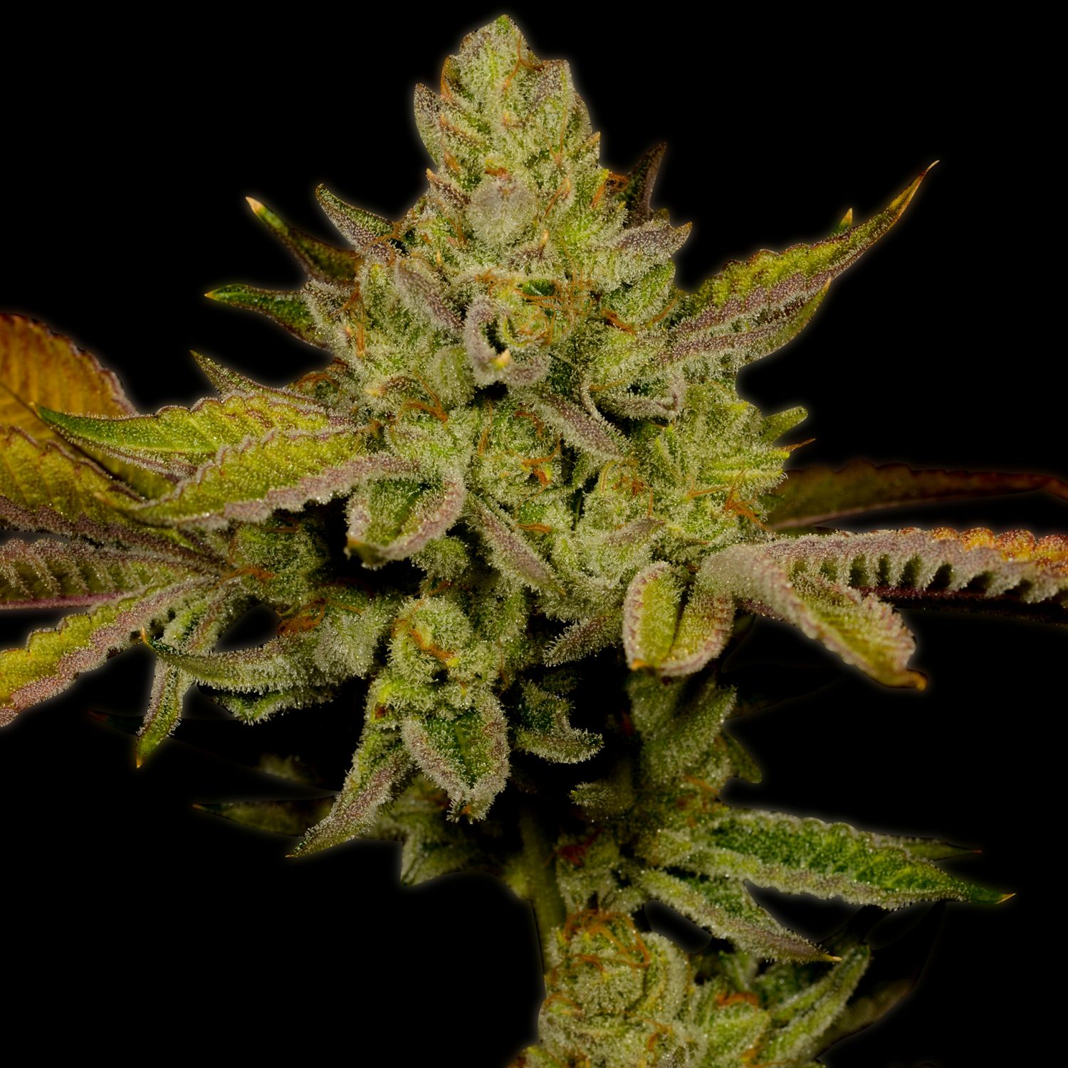 Lemon OG Strain Info / Lemon OG Weed By Premium Cultivars GrowDiaries