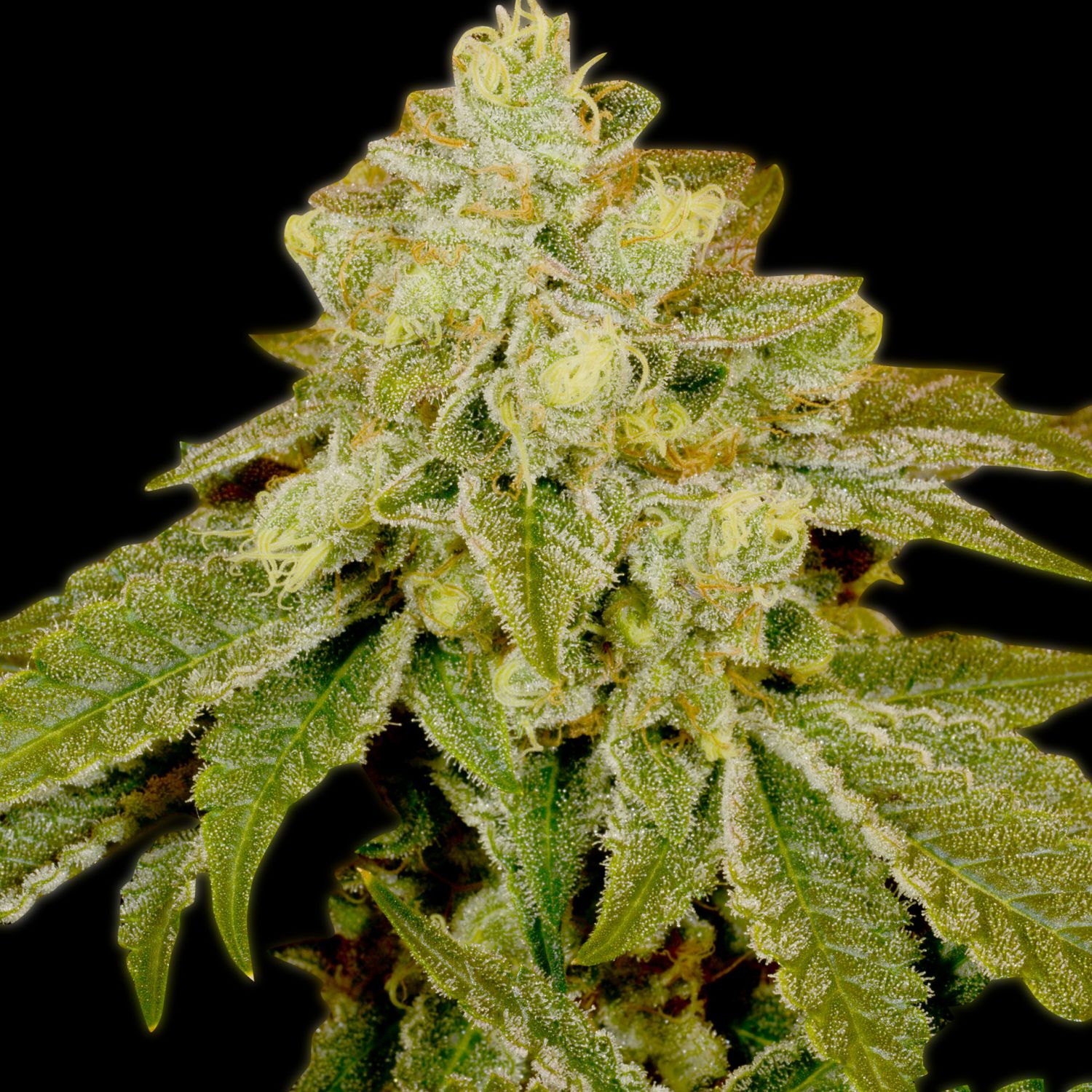 Alien OG Strain Info / Alien OG Weed By Premium Cultivars - GrowDiaries