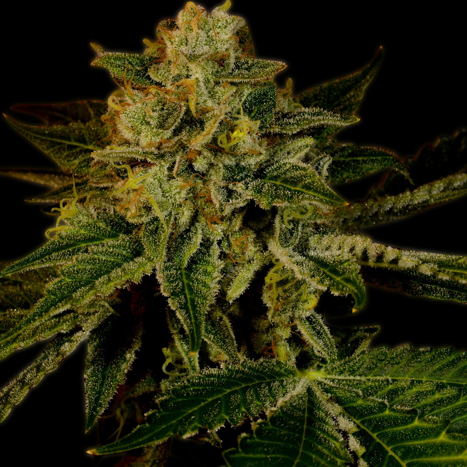 Mango Kush Strain Info / Mango Kush Weed By Premium Cultivars GrowDiaries