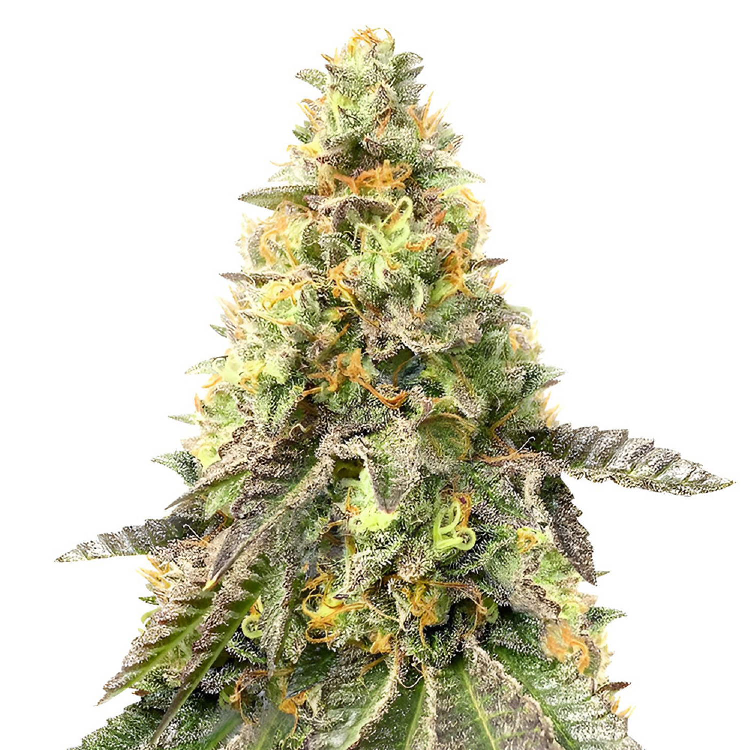 Girl Scout Cookies Fast Version Strain Info / Girl Scout Cookies Fast