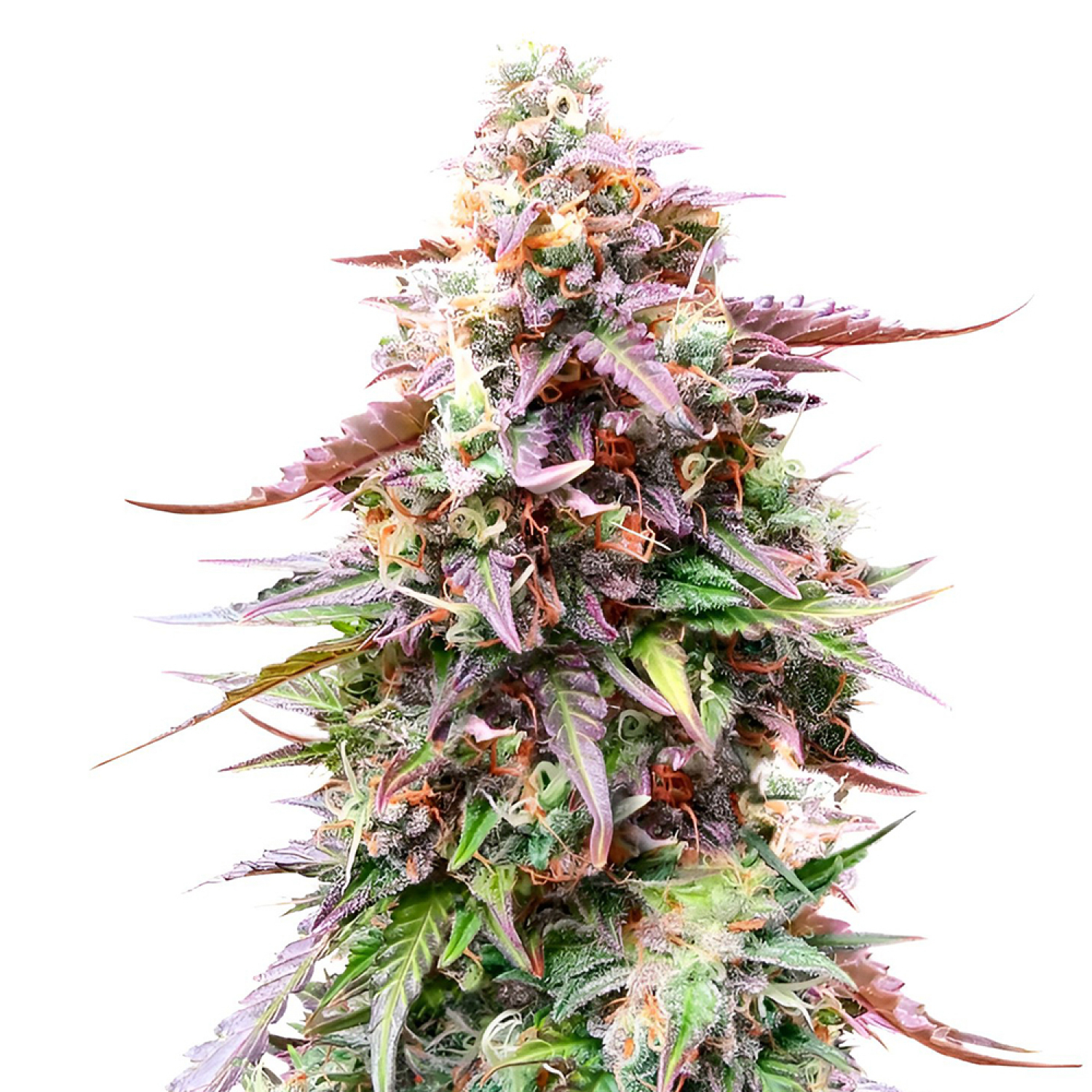 Do Si Dos Auto Strain Info Do Si Dos Auto Weed By Herbies USA Express do-si-dos-auto-strain-info-do-si-dos-auto-weed-by-herbies-usa-express