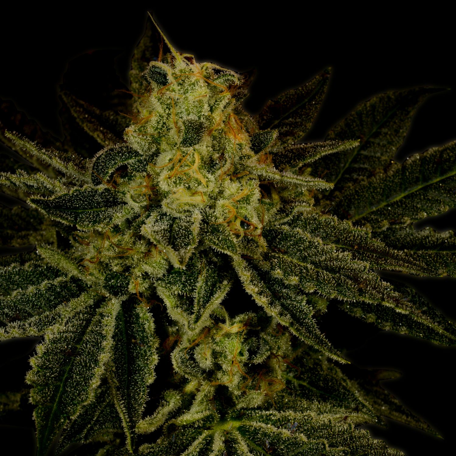 Bubble Gum Gumbo Strain - vzxsg69