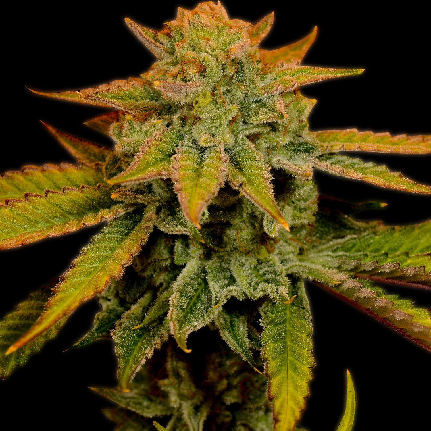 Banana Kush Strain Info / Banana Kush Weed By Premium Cultivars