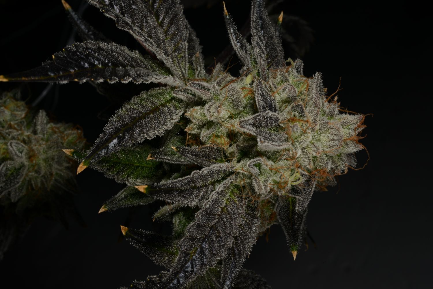 Fruity Pebbles OG Strain Info / Fruity Pebbles OG Weed By Premium