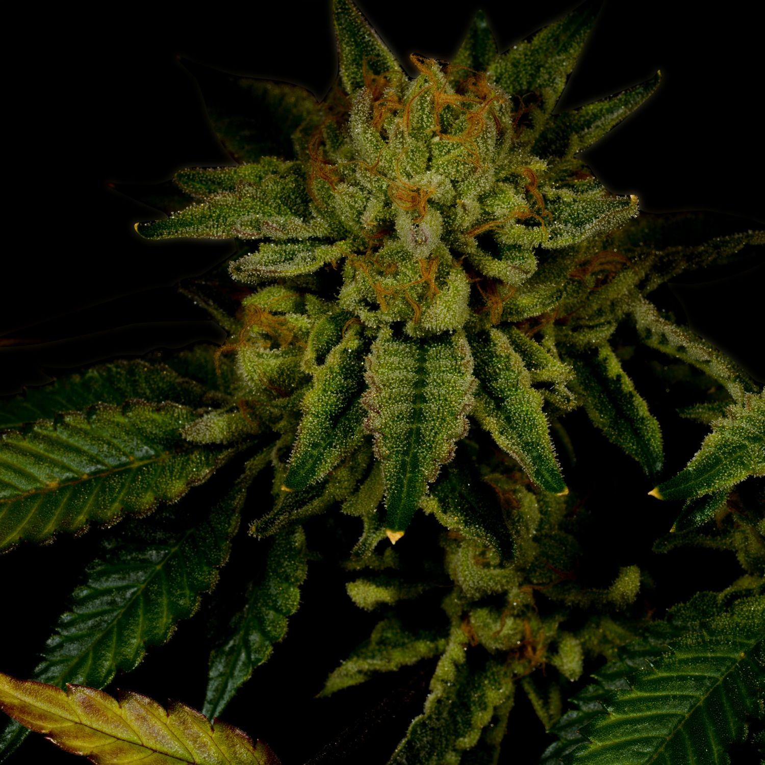 Gorilla Glue 4 Autoflower Strain Info / Gorilla Glue 4 Autoflower