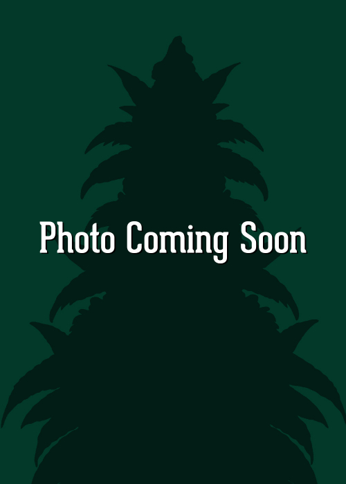 Rainbow Candy Strain Info / Rainbow Candy Weed By Ganja Farmer Seeds