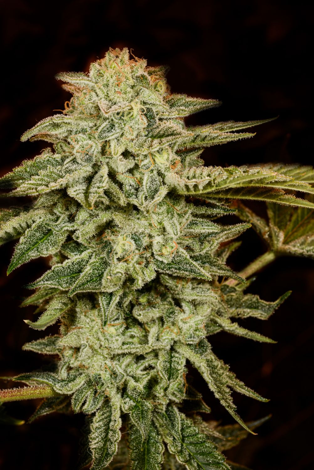 White Widow Autoflower Strain Info / White Widow Autoflower Weed By ...