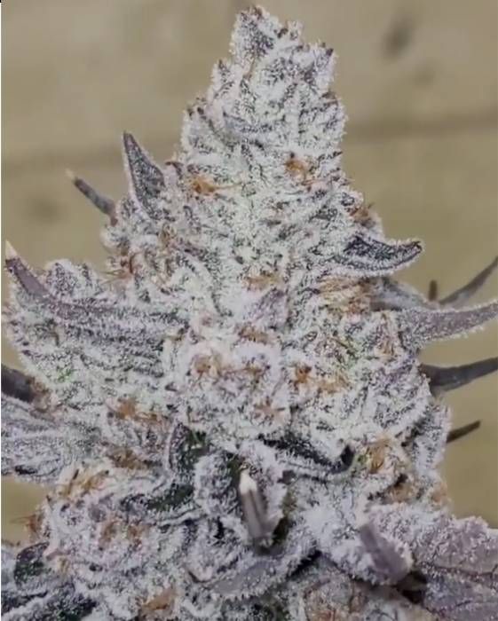 Dante's Inferno Cannabis Strain