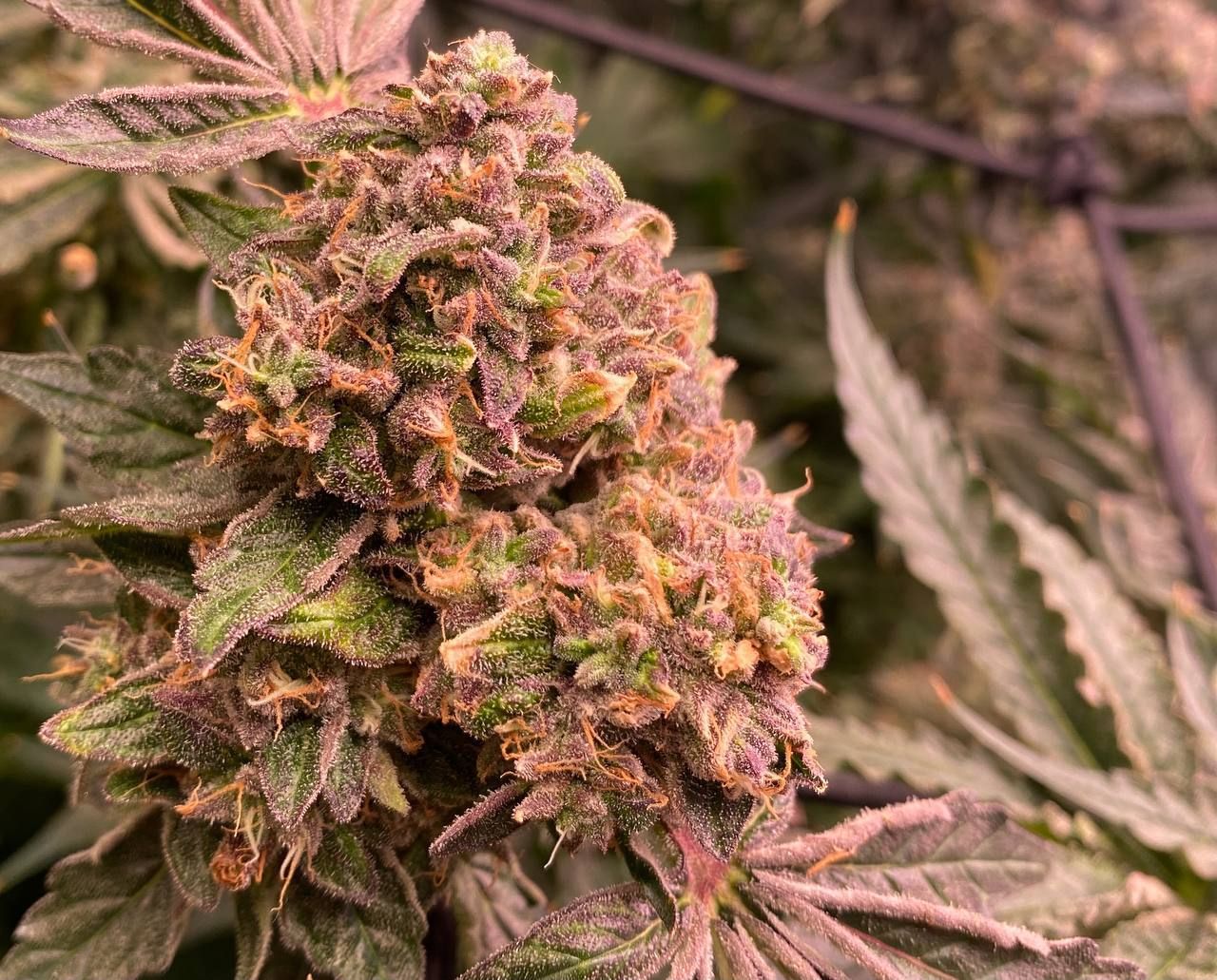 Fruit Gum Strain Info / Fruit Gum Weed By UKHTA GrowDiaries