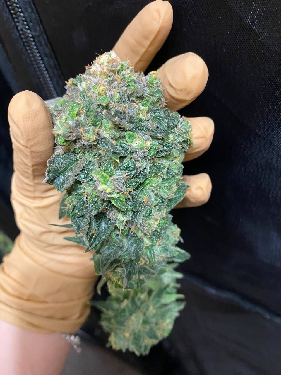 Fruit Gum Strain Info / Fruit Gum Weed By UKHTA GrowDiaries