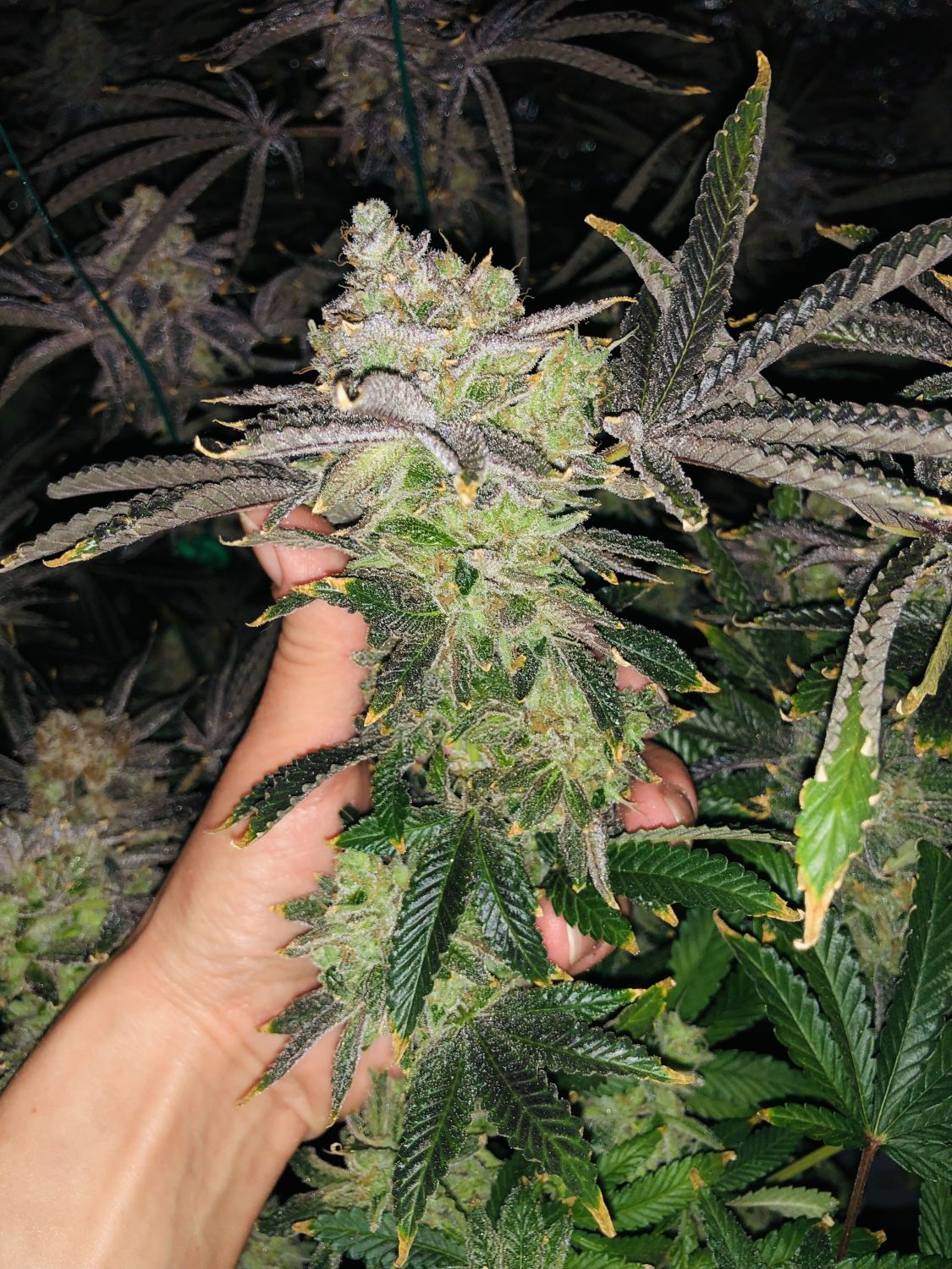 Fruit Gum Strain Info / Fruit Gum Weed By UKHTA GrowDiaries