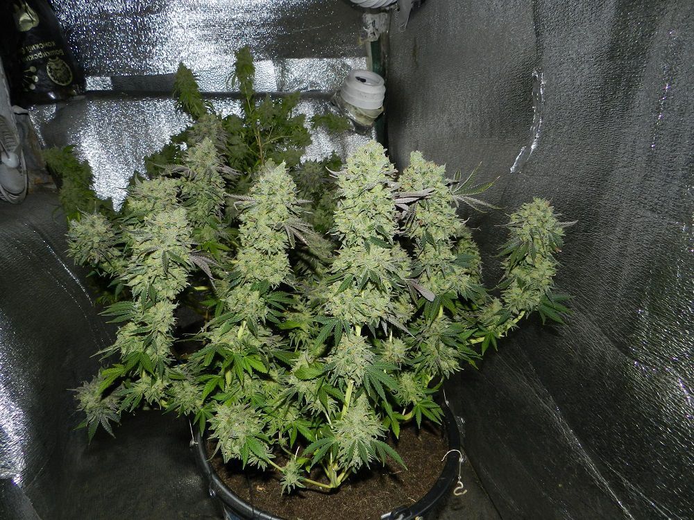 Fruit Gum Strain Info / Fruit Gum Weed By UKHTA GrowDiaries