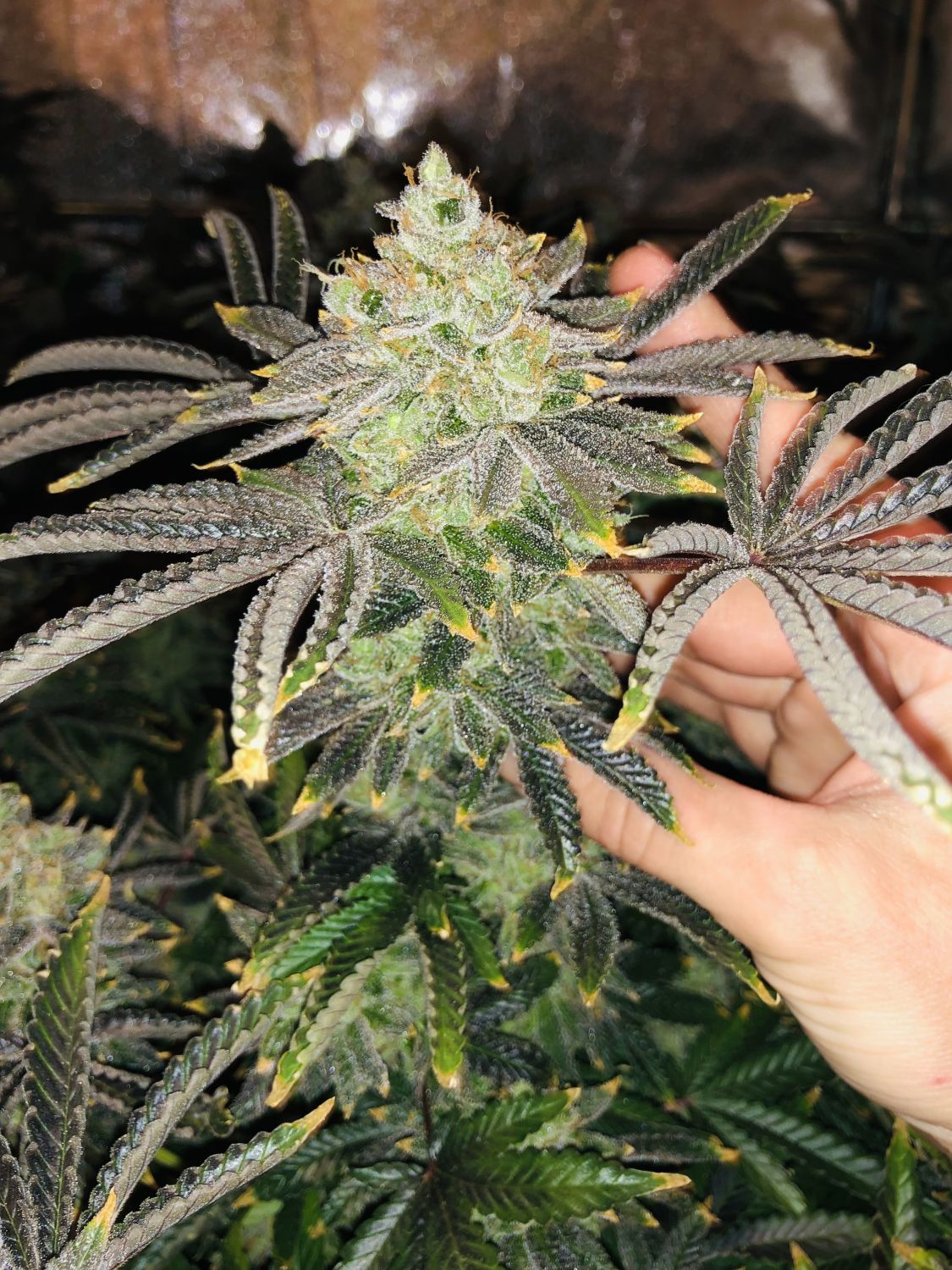 Fruit Gum Strain Info / Fruit Gum Weed By UKHTA GrowDiaries