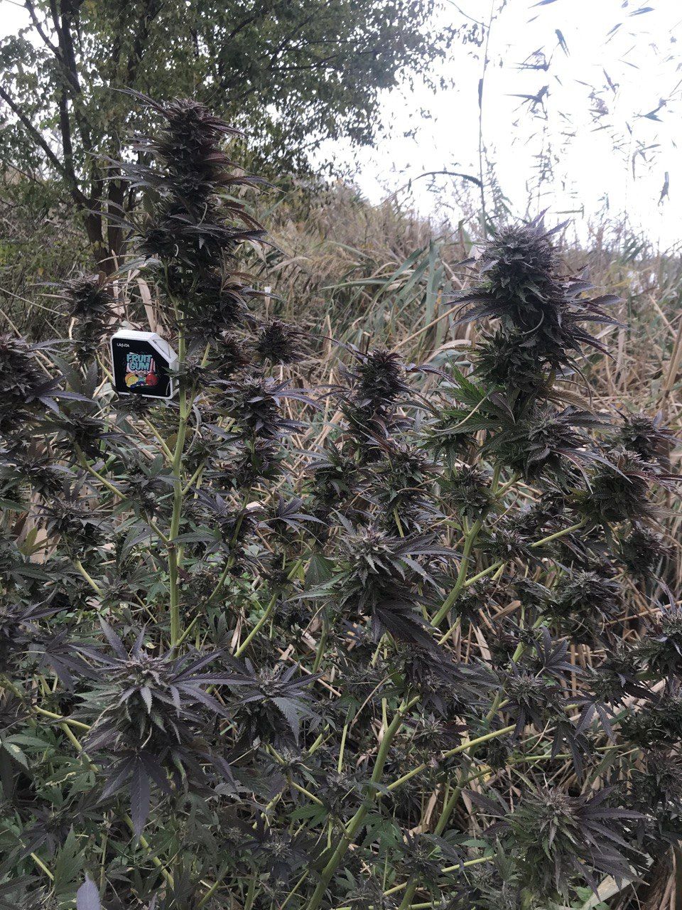 Fruit Gum Strain Info / Fruit Gum Weed By UKHTA GrowDiaries