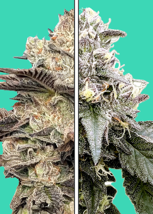 Melonade x Gelato 41 Strain Info / Melonade x Gelato 41 Weed By Nupeddler GrowDiaries