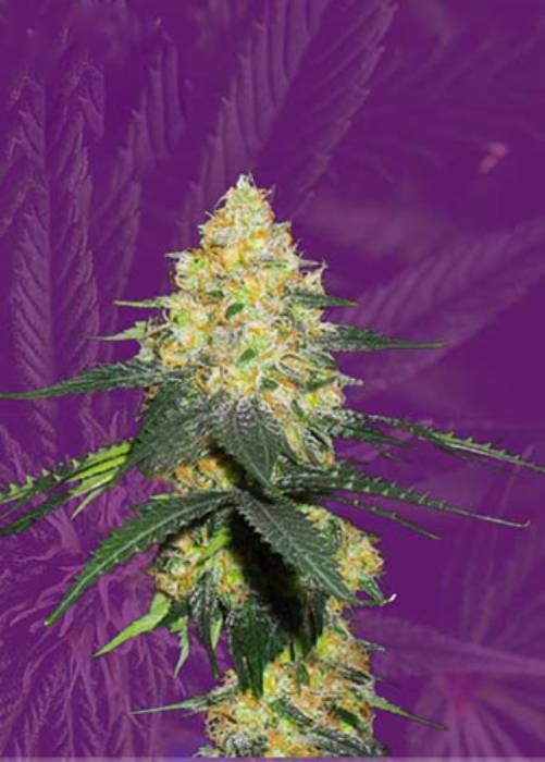 Kryptonite Autoflowering Strain Info / Kryptonite Autoflowering Weed By