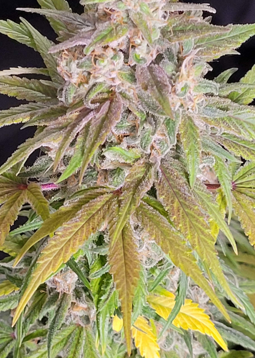 Bubba Kush Autoflower Strain Info / Bubba Kush Autoflower Weed By ...