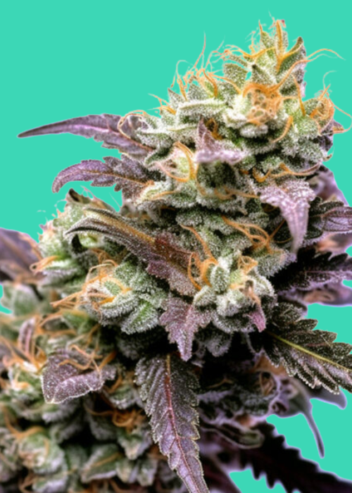 Kush Mints x Runtz Strain Info / Kush Mints x Runtz Weed By Nupeddler