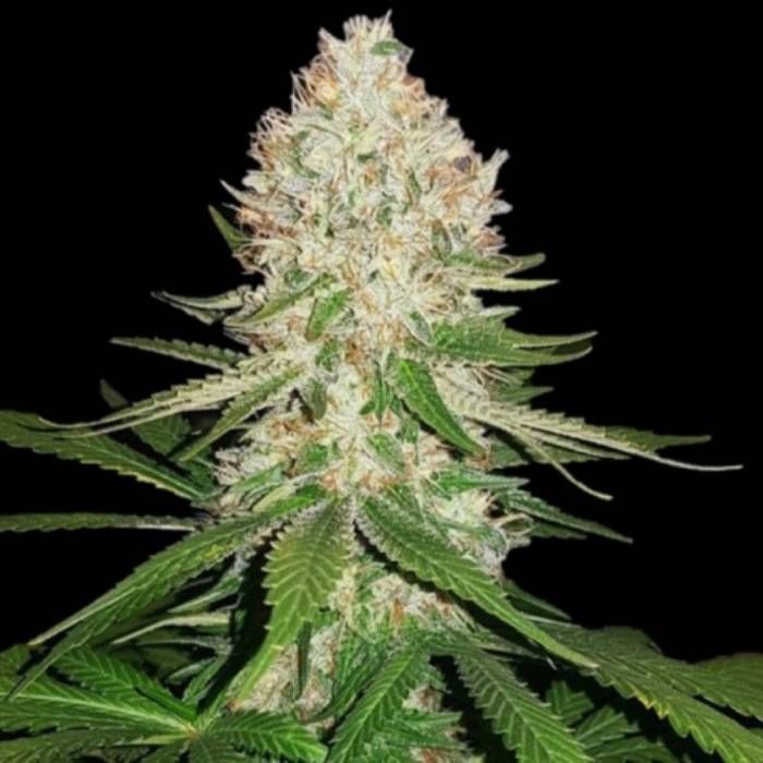 Super Silver Haze Strain Info / Super Silver Haze Weed By Quebec ...