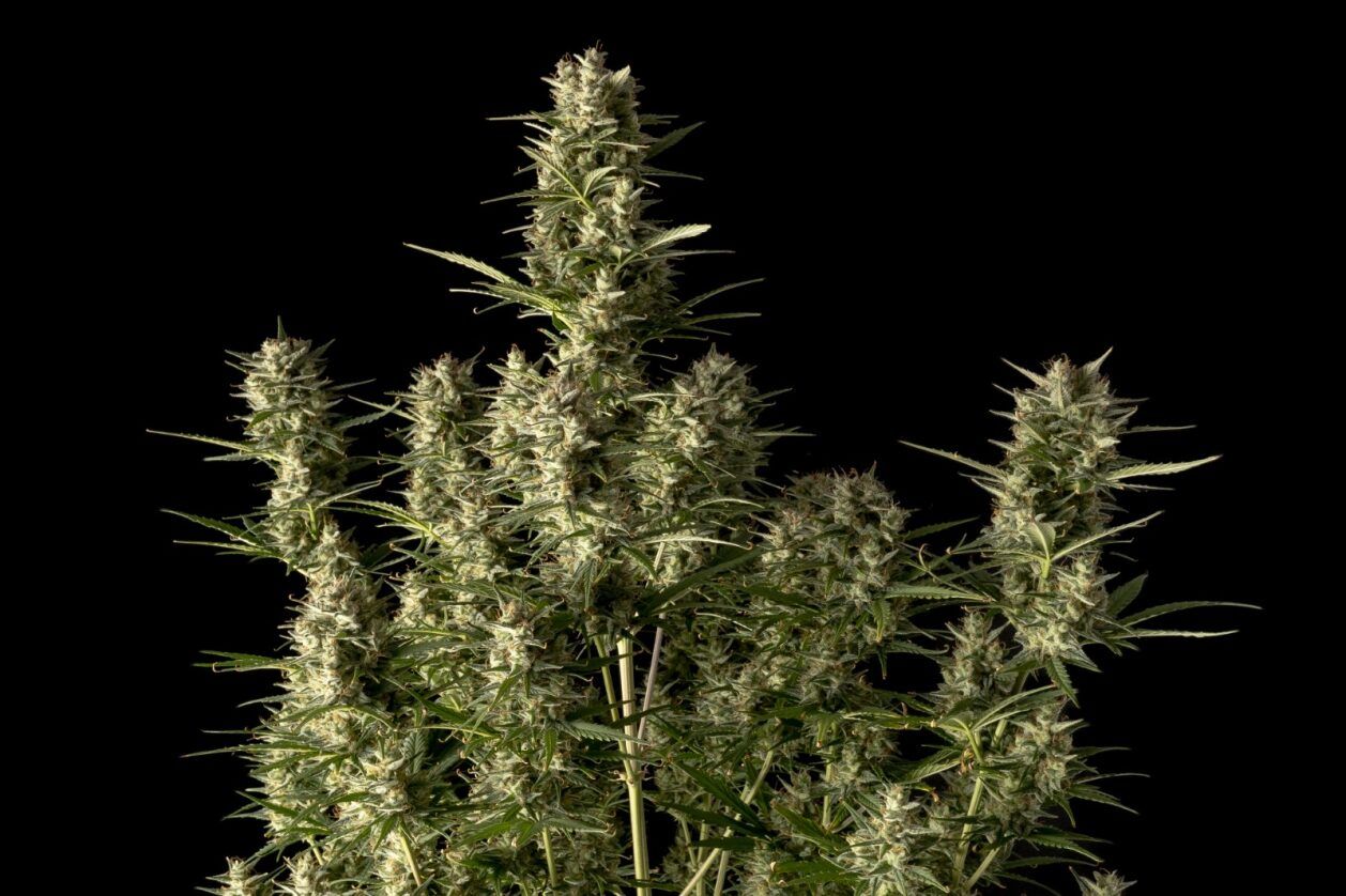 Juicy Zkittlez Auto Strain Info / Juicy Zkittlez Auto Weed By Seedsman