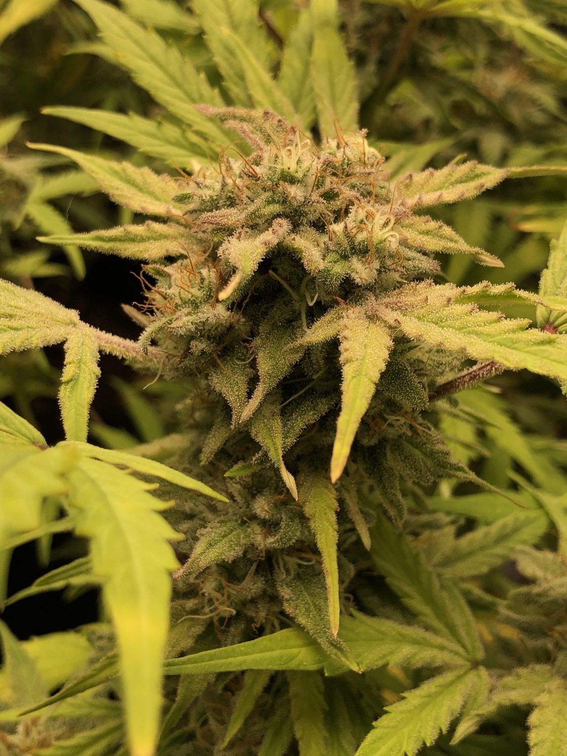Haze Auto Strain Info / Haze Auto Weed By Eurogrow GrowDiaries