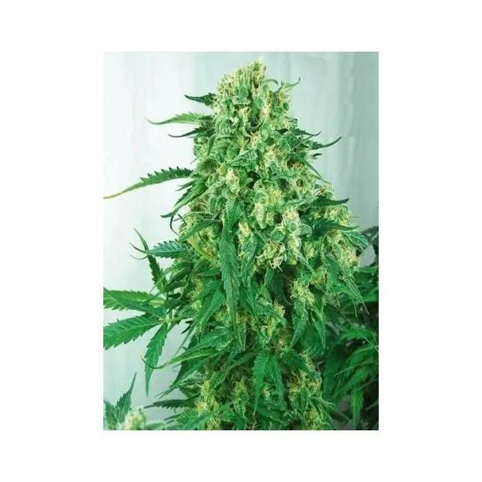 Caramel Strain Info / Caramel Weed By Eurogrow GrowDiaries