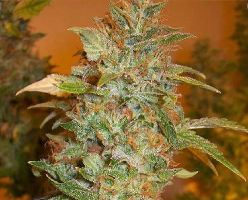 Forbidden Fruit Strain Info / Forbidden Fruit Weed By Silver Leaf