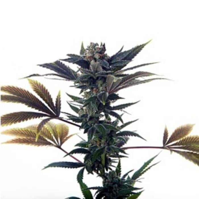 Biscotti Ice Cream Strain Info / Biscotti Ice Cream Weed By Mosca Seeds