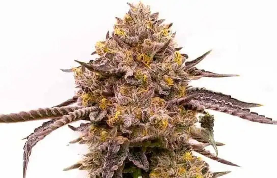 Purple Haze Auto Strain Info / Purple Haze Auto Weed By Blimburn Seeds ...