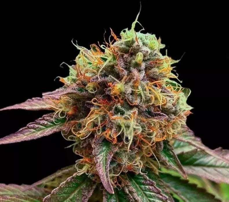 Forbidden Fruit Strain Info / Forbidden Fruit Weed By GB Strains