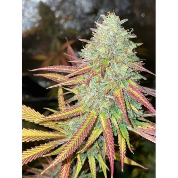 Fruity Pebbles 2.0 Strain Info / Fruity Pebbles 2.0 Weed By Quebec