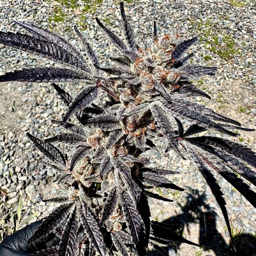 Marshmallow Mountain Strain Info / Marshmallow Mountain Weed By Exotic