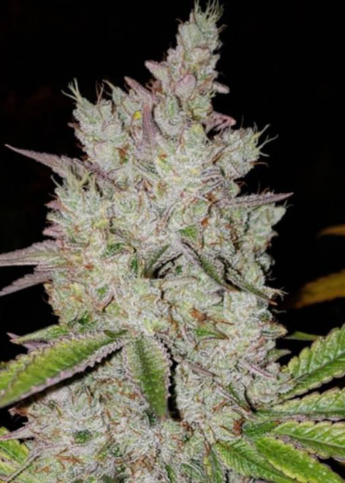 White Wedding Rbx Cannabis Flower at 222fullBuds in Samut Prakan - Weed in  Thailand