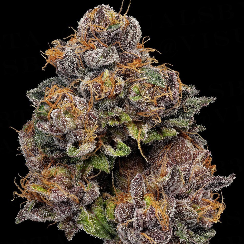Acai Gelato x Sherb Bx1 Strain Info / Acai Gelato x Sherb Bx1 Weed By