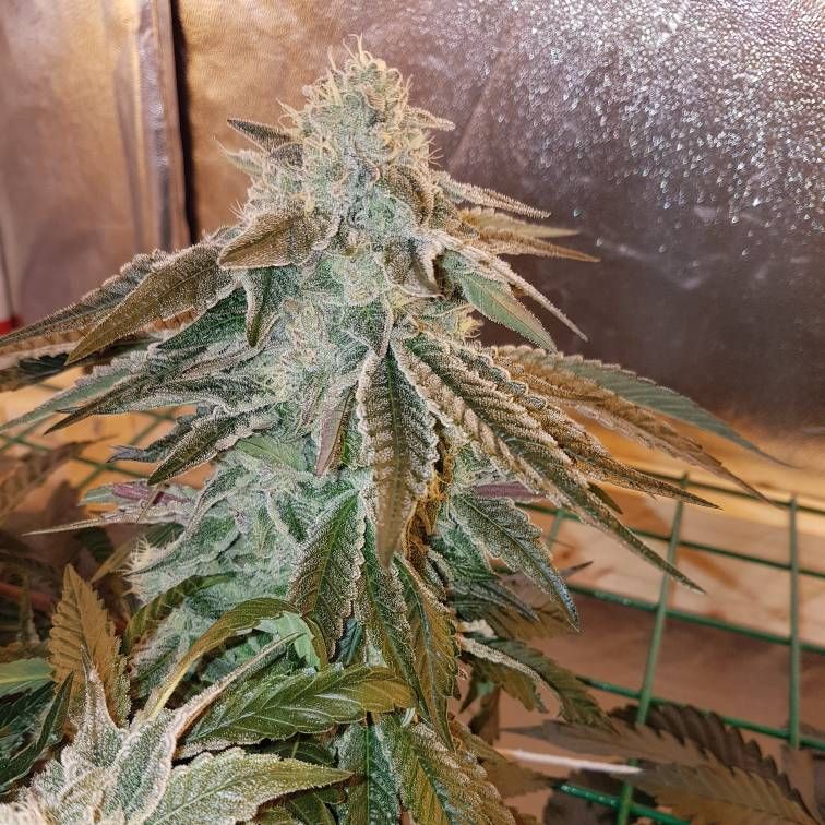 Zkittlez x Kush Mints 11 Strain Info / Zkittlez x Kush Mints 11 Weed