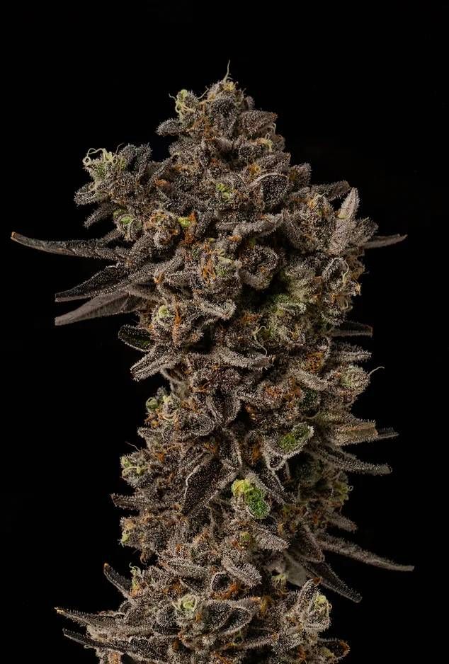 Jealousy x Kush Mints bx1 Strain Info / Jealousy x Kush Mints bx1 Weed