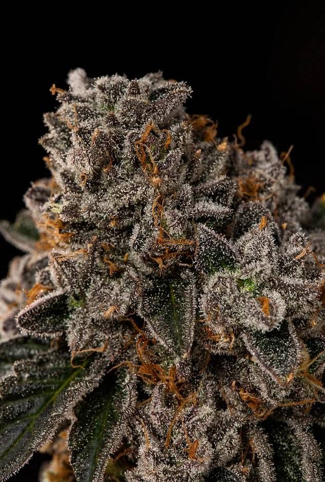 Big Apple x Kush Mints bx1 Strain Info / Big Apple x Kush Mints bx1