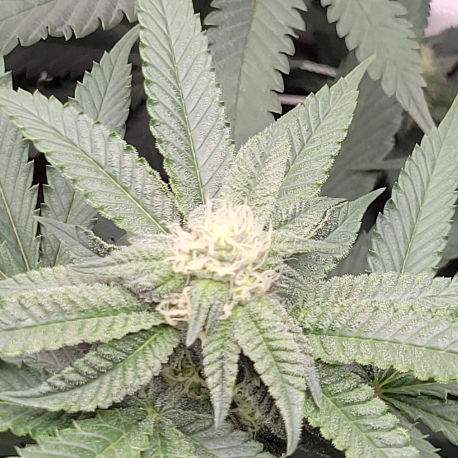 Melon Milk Strain Info / Melon Milk Weed By Exotic GrowDiaries